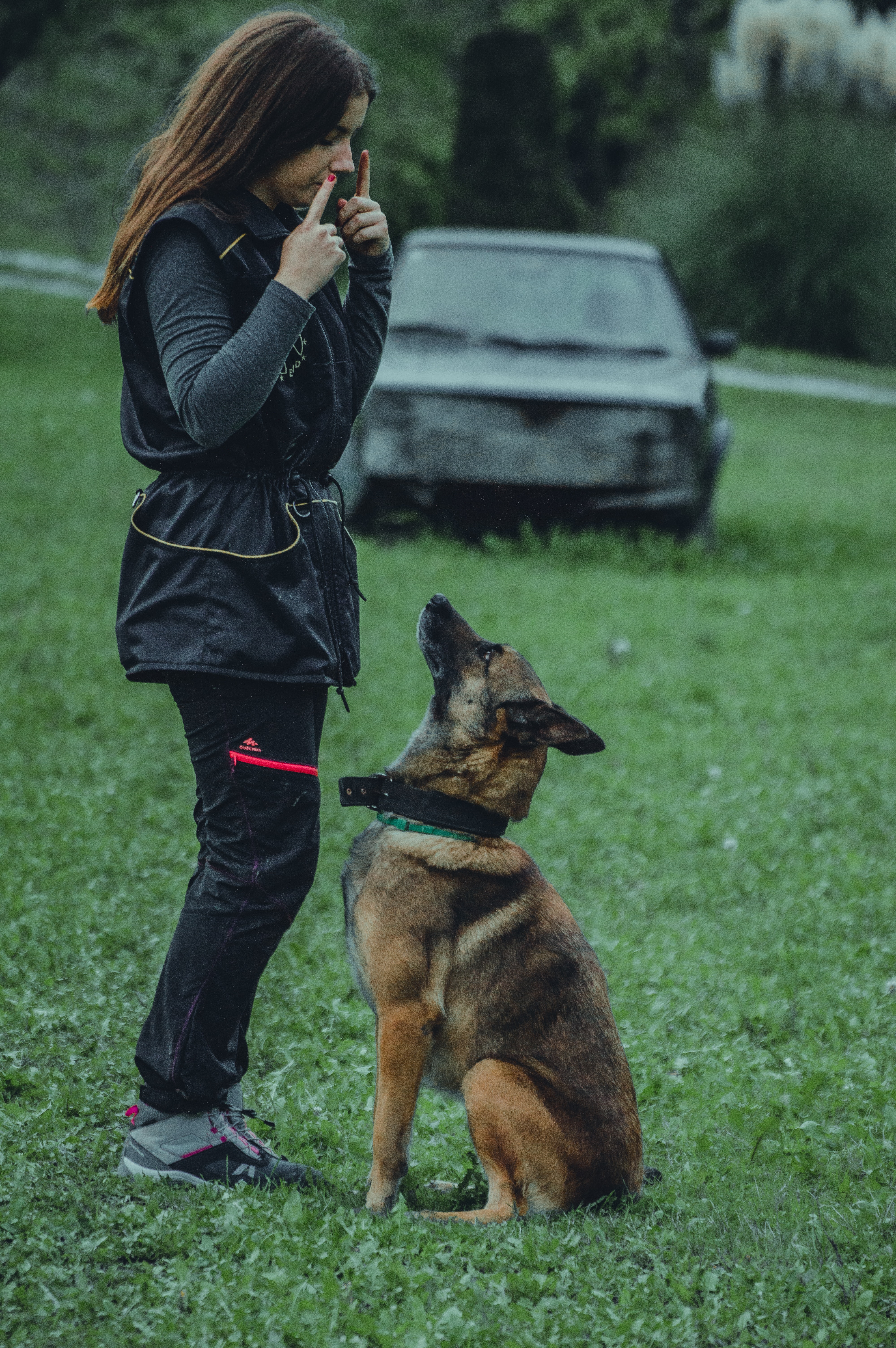 Dog resting calmly on a mat during training