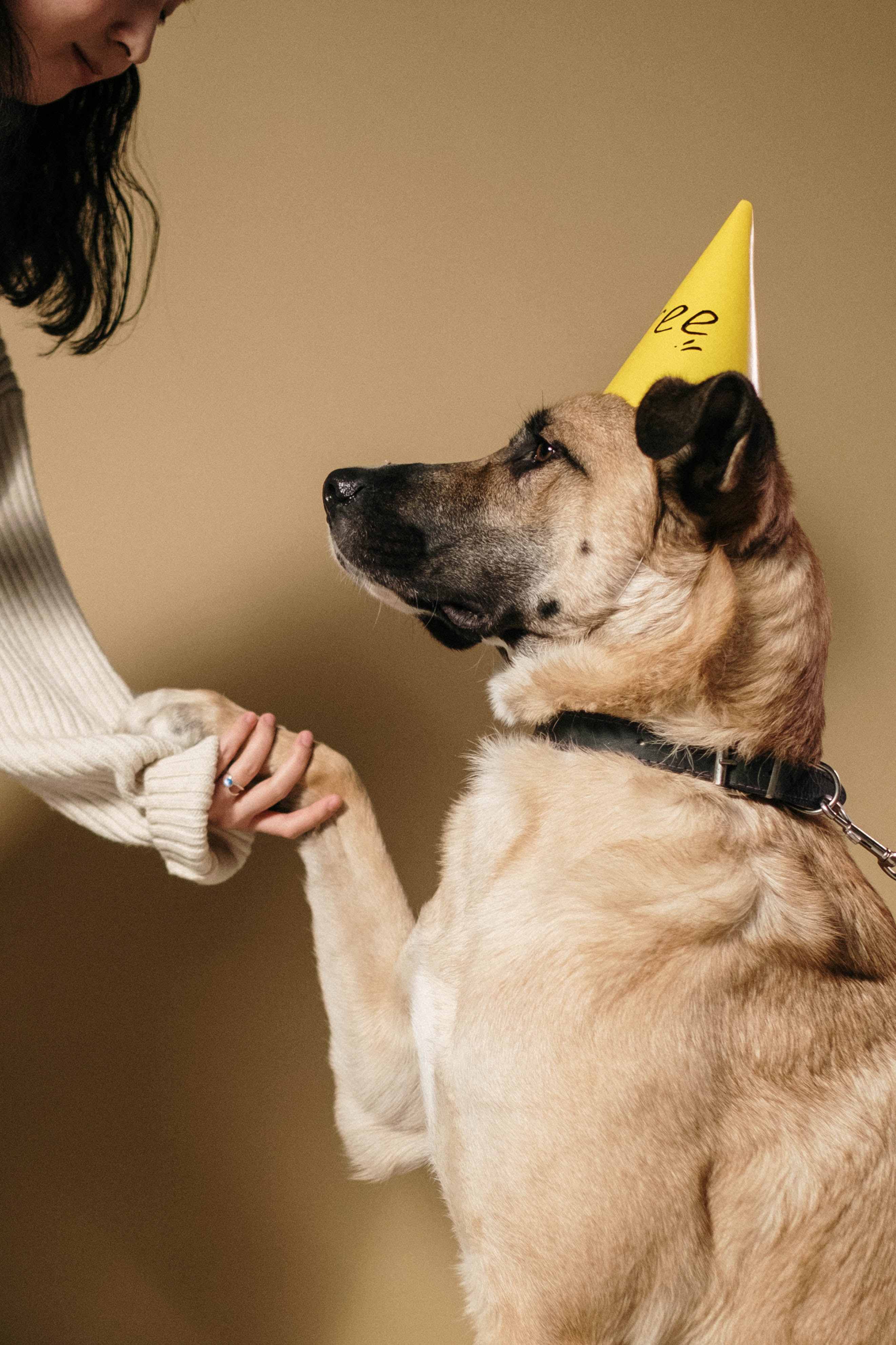 Dog learning calm greeting behavior instead of jumping