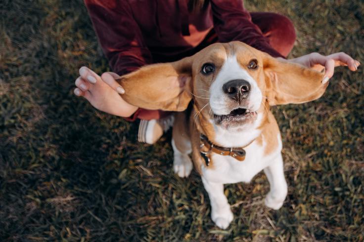Beagles: The Perfect Family&nbsp;Pet
