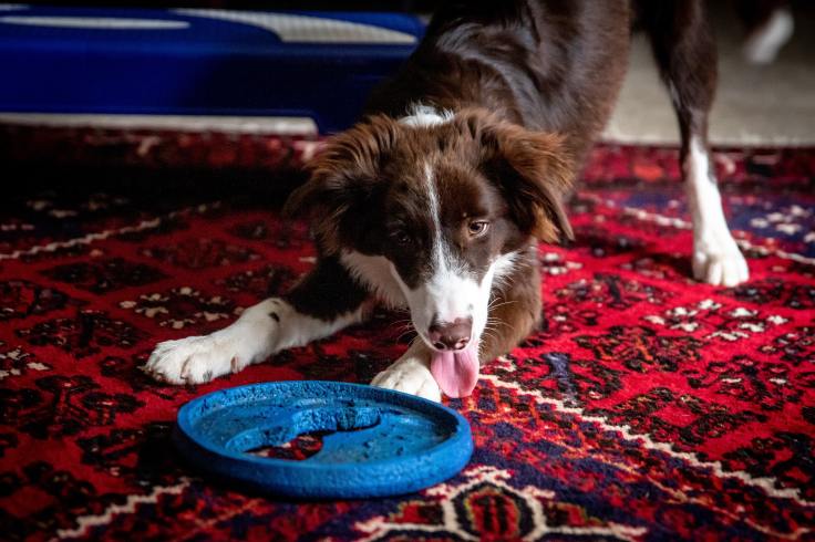 Puppy Witching Hour: Calm Night Chaos&nbsp;Fast