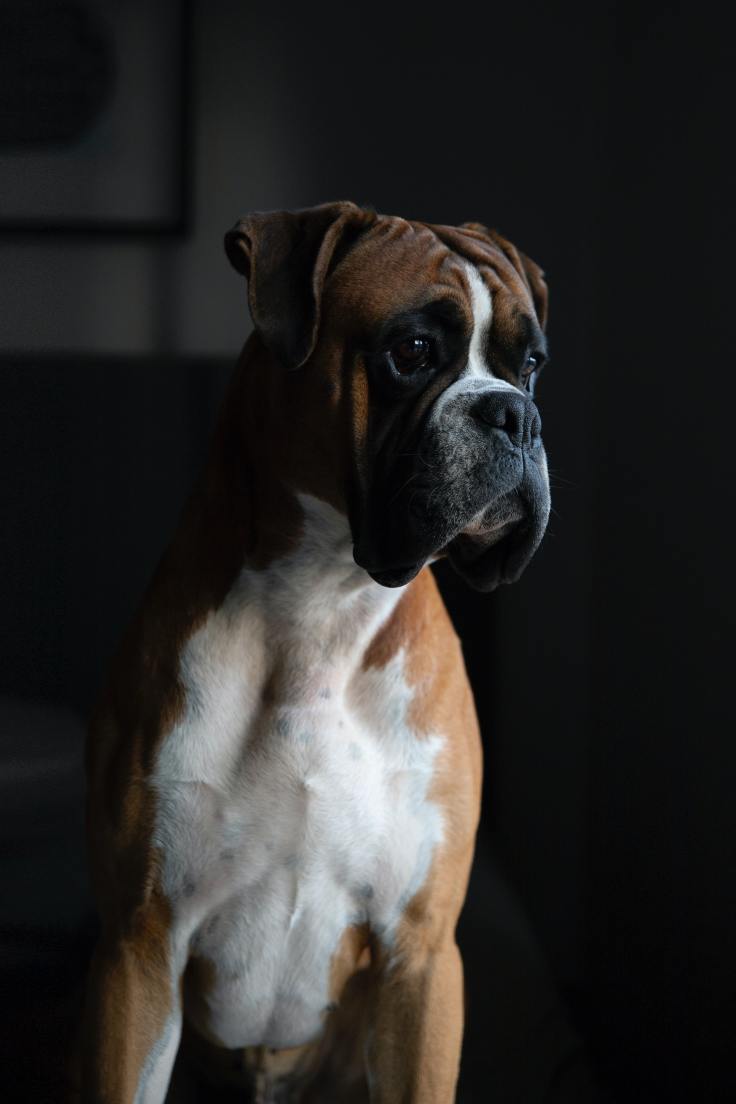 Boxer: A Playful and Protective Addition to Your&nbsp;Family