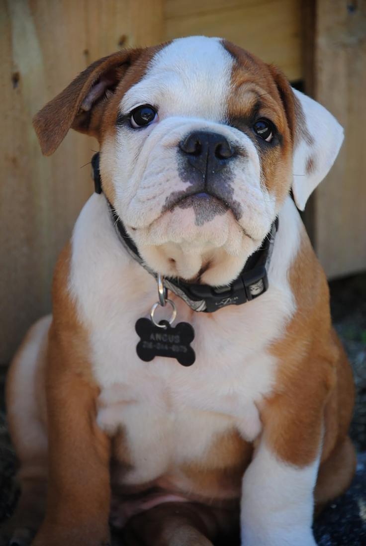 Bulldog: A Friendly and Loyal Companion for Families with&nbsp;Children